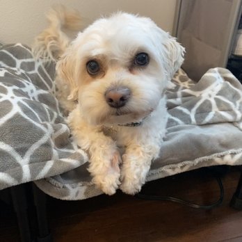 Petco - Groomed by JD - Pet Stores Near Me - Lynnwood, Washington