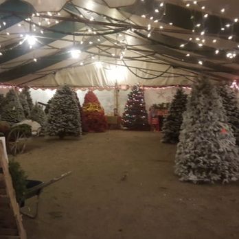 Pete's Trees - Wide Variety - Christmas Trees Near Me - Walnut Creek, California