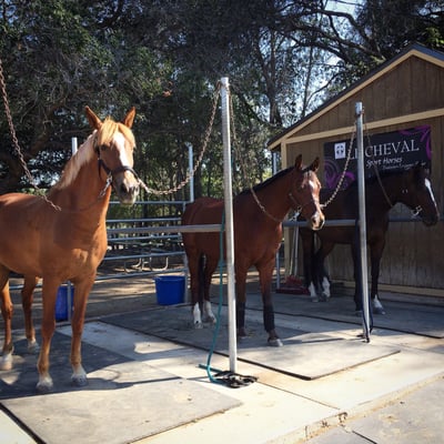 Le Cheval Sport Horses by null