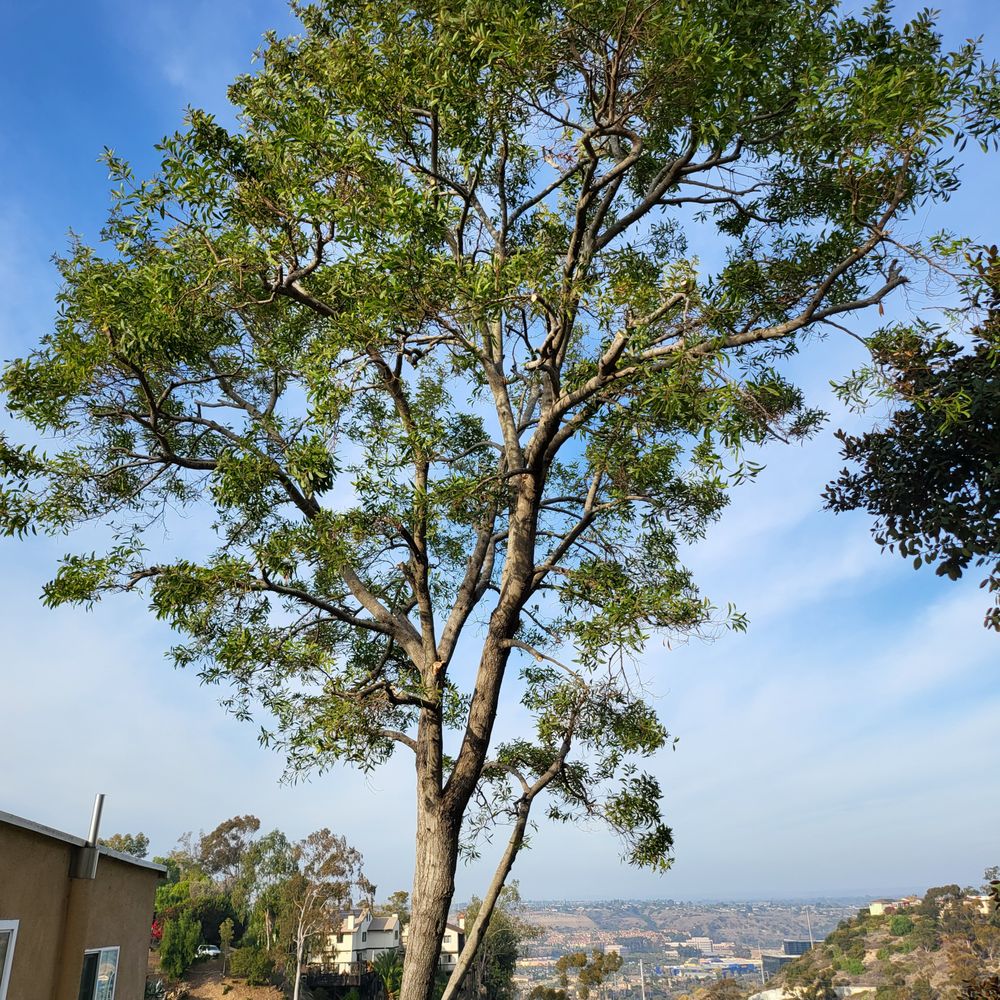 A Tree Surgeon - Tree Services Near Me - El Cajon, California A Tree Surgeon - Tree Services Near Me - El Cajon, California