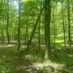 Winding Hills Park - Trail in the woods