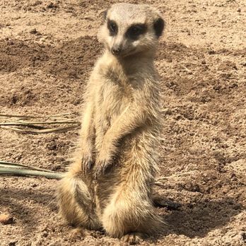 Taronga Zoo - Zoos Near Me - Mosman, NSW