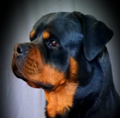Maserati Rottweiler Riverview Ranch Rottweilers - Same Day Service Available - Updated ...