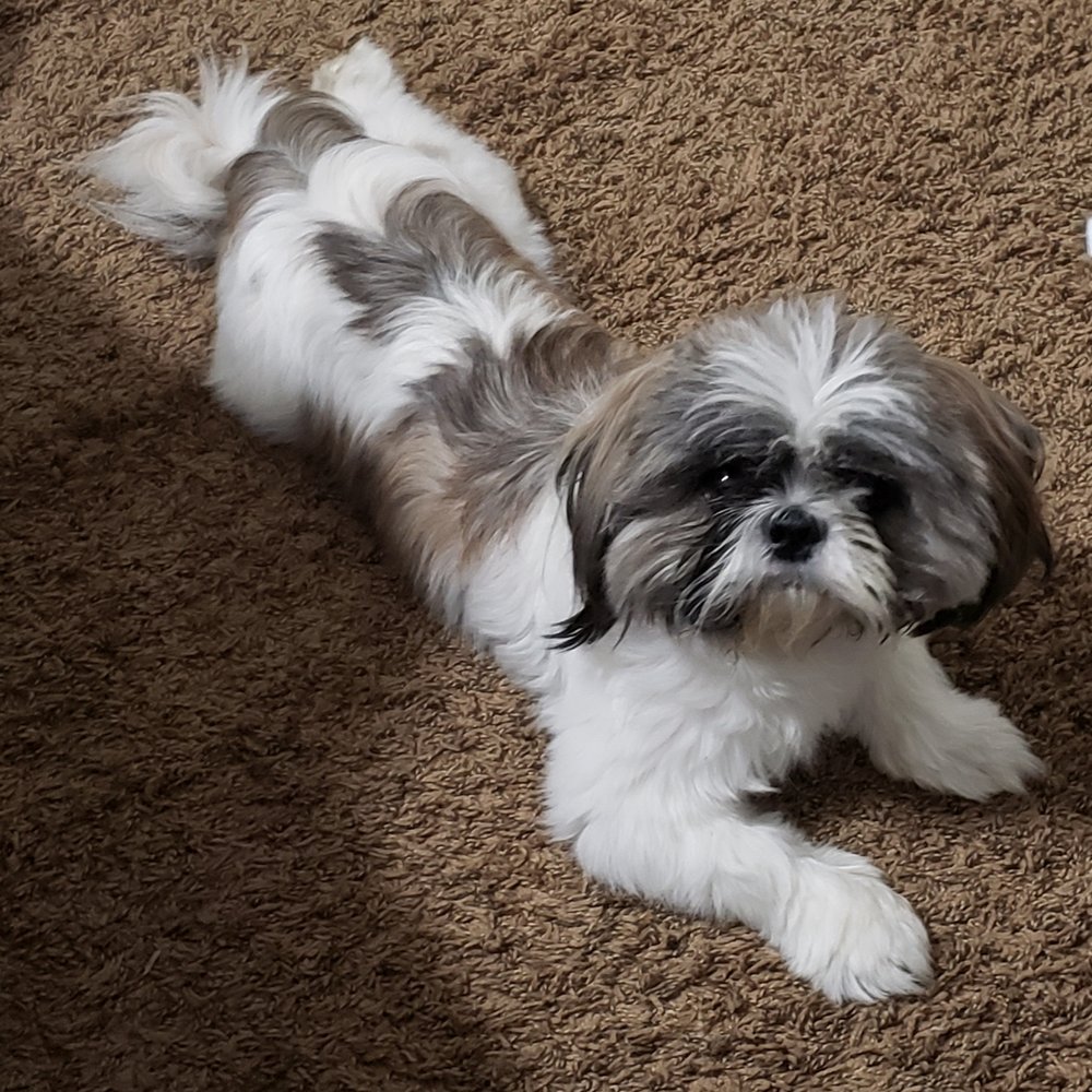 Dog Wash - Remy before and after Thanks Dog Wash - Pet Sitting Near Me - Louisville, Kentucky Dog Wash - Remy before and after Thanks Dog Wash - Pet Sitting Near Me - Louisville, Kentucky