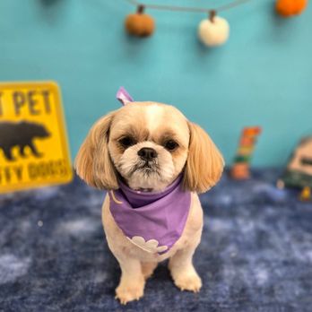 Grooming Hills - Nami with a clean fresh cut - Pet Groomers Near Me - Stanton, California Grooming Hills - Nami with a clean fresh cut - Pet Groomers Near Me - Stanton, California