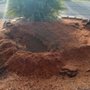 Photo of Cains' Tree Care