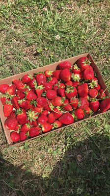 Pope S Strawberries 1305 Fayetteville St Knightdale Nc Farm Markets Mapquest