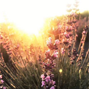 Trinity Gardens Lavender Farm - Farms Near Me - Quincy, Washington Trinity Gardens Lavender Farm - Farms Near Me - Quincy, Washington