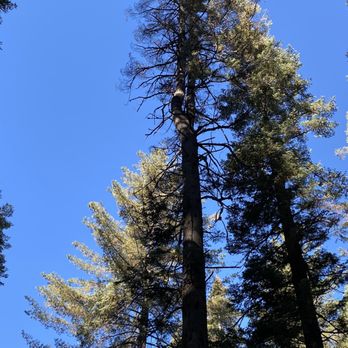 TIMBERTECH Tree Co. TREE SERVICES - Tree prior to removal - Tree Services Near Me - Tuolumne, California