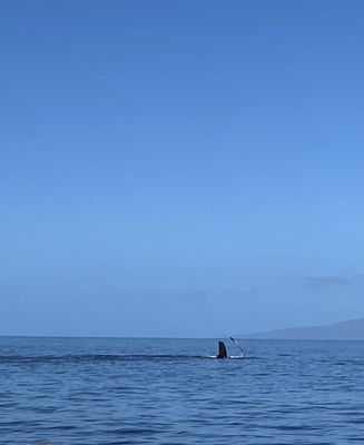 Pacific Whale Foundation by null