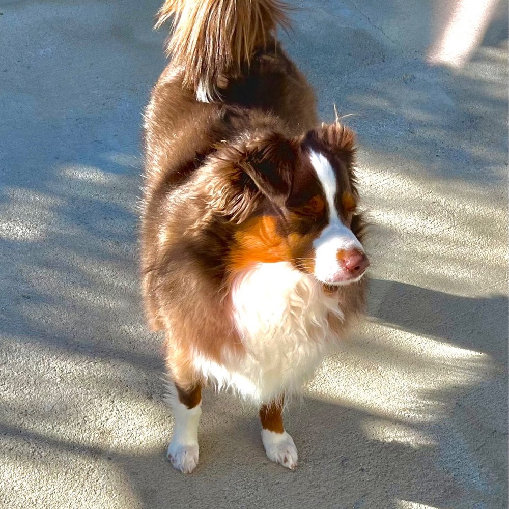 One of the pictures that Andromeda sent me of my puppy. One of the pictures that Andromeda sent me of my puppy.