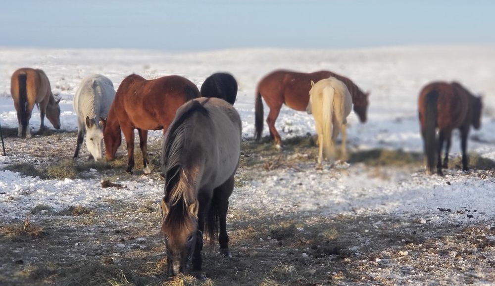 GRAZING HILLS RANCH Updated May 2024 Natrona, Wyoming Meat Shops