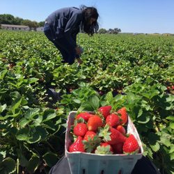 #StrawberryPicking