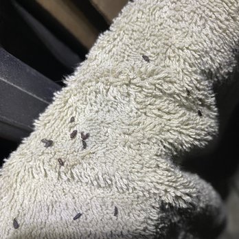 SecurCare Self Storage - Mouse feces everywhere - Self Storage Near Me - San Diego, California SecurCare Self Storage - Mouse feces everywhere - Self Storage Near Me - San Diego, California