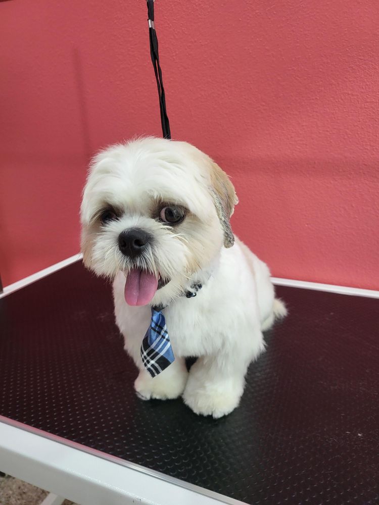 WELL GROOMED PETS MCALLEN 86 Photos 6500 N 10th St, Mcallen