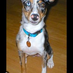 This is what the dog looked like but bigger This is what the dog looked like but bigger