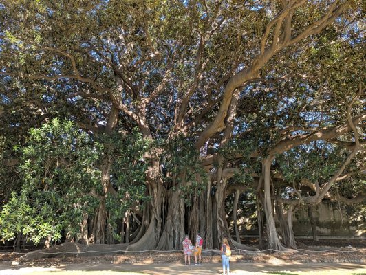 Orto Botanico di Palermo by null