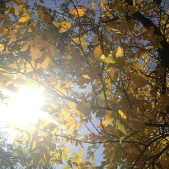 Dollar General - the sun shining through the leaves of a tree - Grocery Near Me - Mulvane, Kansas Dollar General - the sun shining through the leaves of a tree - Grocery Near Me - Mulvane, Kansas