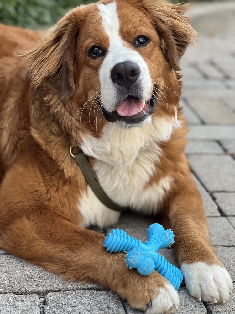 Smart Pups - pet boarding facility in Nashville, TN