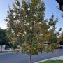 Photo of SaveATree