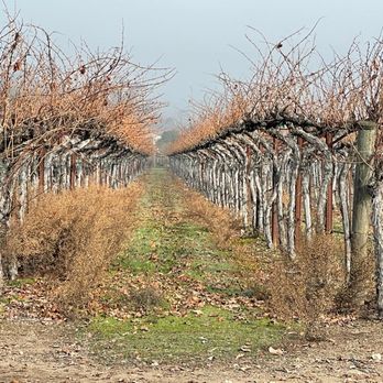 Yalangoch Marina Alieva