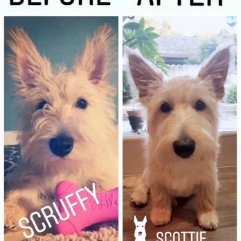 Scruffy To Fluffy : The Mobile Pooch Parlour - Before: scruffy 4 month old puppy with Andy Rooney eyebrow hair After: awww, a Scottie puppy! - Pet Groomers Near Me
