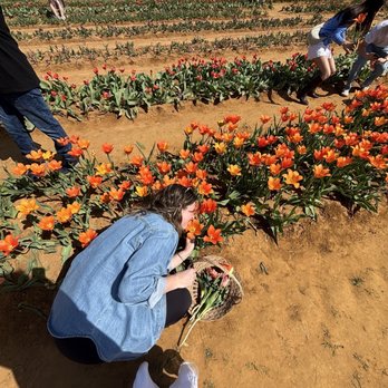 Texas-Tulips - Texas tulips - Nurseries & Gardening Near Me - Pilot Point, Texas