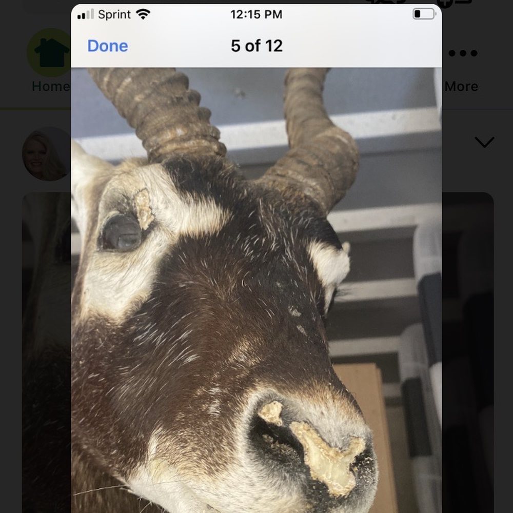 Extra Space Storage - Nose of mount eaten as well as around eyes - Self Storage Near Me - Rowlett, Texas