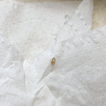 Travelodge by Wyndham Escanaba - Bed bug that was found underneath the mattress in Room 224. - Hotels Near Me - Escanaba, Michigan Travelodge by Wyndham Escanaba - Bed bug that was found underneath the mattress in Room 224. - Hotels Near Me - Escanaba, Michigan