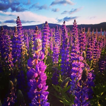 Lake Forest Beach - These beauties pop up during wildflower season. They are at their peak right about now, middle of June. - Beaches Near Me - Tahoe City, California
