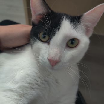 Mini Cat Town - Milpitas - Pet Adoption Near Me - Milpitas, California