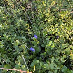 Sarah Court American River Access - Flowers