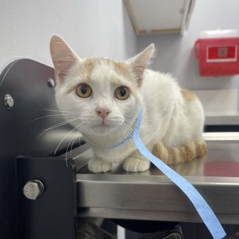 AM PM IDEAL PET CARE - Updated July 2025 - 629 Photos & 638 Reviews