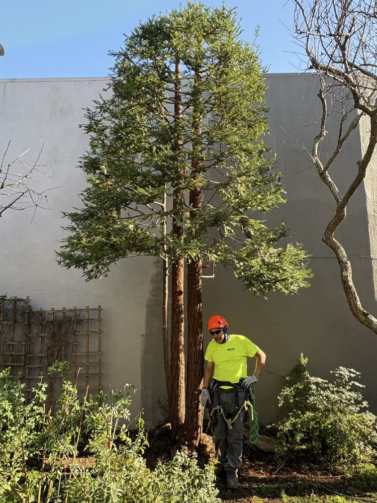 RCR Gardening Services - tree service in San Francisco, CA