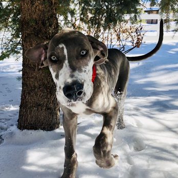 PAWSitive Care Pet Sitting - Scooby strolls! - Pet Sitting Near Me - Carson City, Nevada PAWSitive Care Pet Sitting - Scooby strolls! - Pet Sitting Near Me - Carson City, Nevada