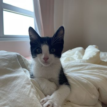 Aloha Kitty Cafe - Pet Adoption Near Me - Kailua, Hawaii