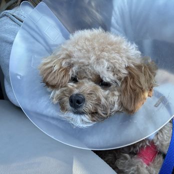 Sactown Vet - Veterinarians Near Me - Sacramento, California Sactown Vet - Veterinarians Near Me - Sacramento, California