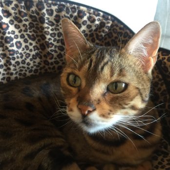 Tabby Manor - Pet Sitting Near Me Tabby Manor - Pet Sitting Near Me