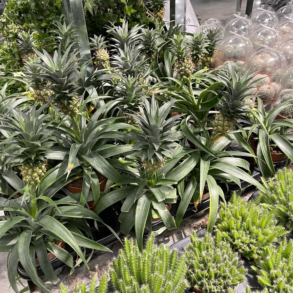 IKEA - Plants for sale - Furniture Stores Near Me - Vienna, 9