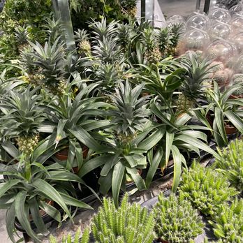 IKEA - Plants for sale - Furniture Stores Near Me - Vienna, 9