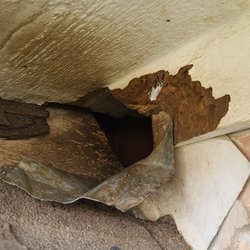 Benchmark Wildlife - Squirrel Entry Point on Roof Joint