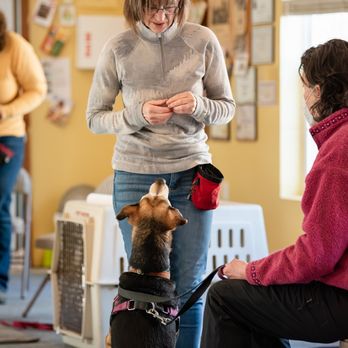 Northern Tails Dog Training - Group Classes - Puppy, Intermediate, Recall, Trick Dog, Canine Good Citizen (CGC) - Pet Training Near Me Northern Tails Dog Training - Group Classes - Puppy, Intermediate, Recall, Trick Dog, Canine Good Citizen (CGC) - Pet Training Near Me