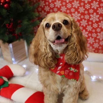 Dogtopia - Dog - Pet Groomers Near Me - Plano, Texas