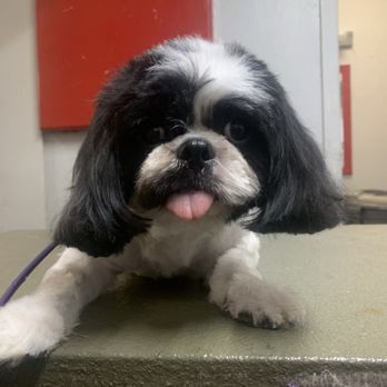 Doggie Right Dog Spa - Pet Groomers Near Me - Santa Rosa, California Doggie Right Dog Spa - Pet Groomers Near Me - Santa Rosa, California