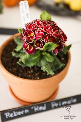 Baker Creek Heirloom Seed Company by null