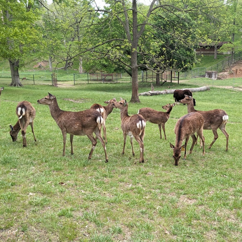 Grant's Farm - Deer! - Attraction Farms Near Me - St. Louis, Missouri