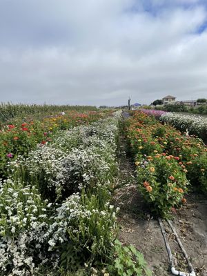 The Farm in Salinas by null