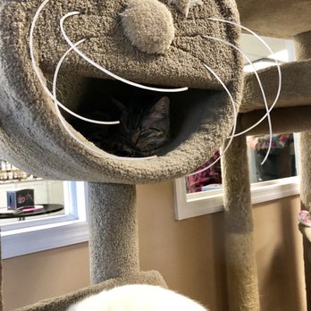 Kitty Brew Cat Cafe - Kitty Brew Cat Cafe - Pet Adoption Near Me - Mason, Ohio