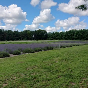 Shades of Lavender - So pretty - Attraction Farms Near Me - Mattawan, Michigan Shades of Lavender - So pretty - Attraction Farms Near Me - Mattawan, Michigan