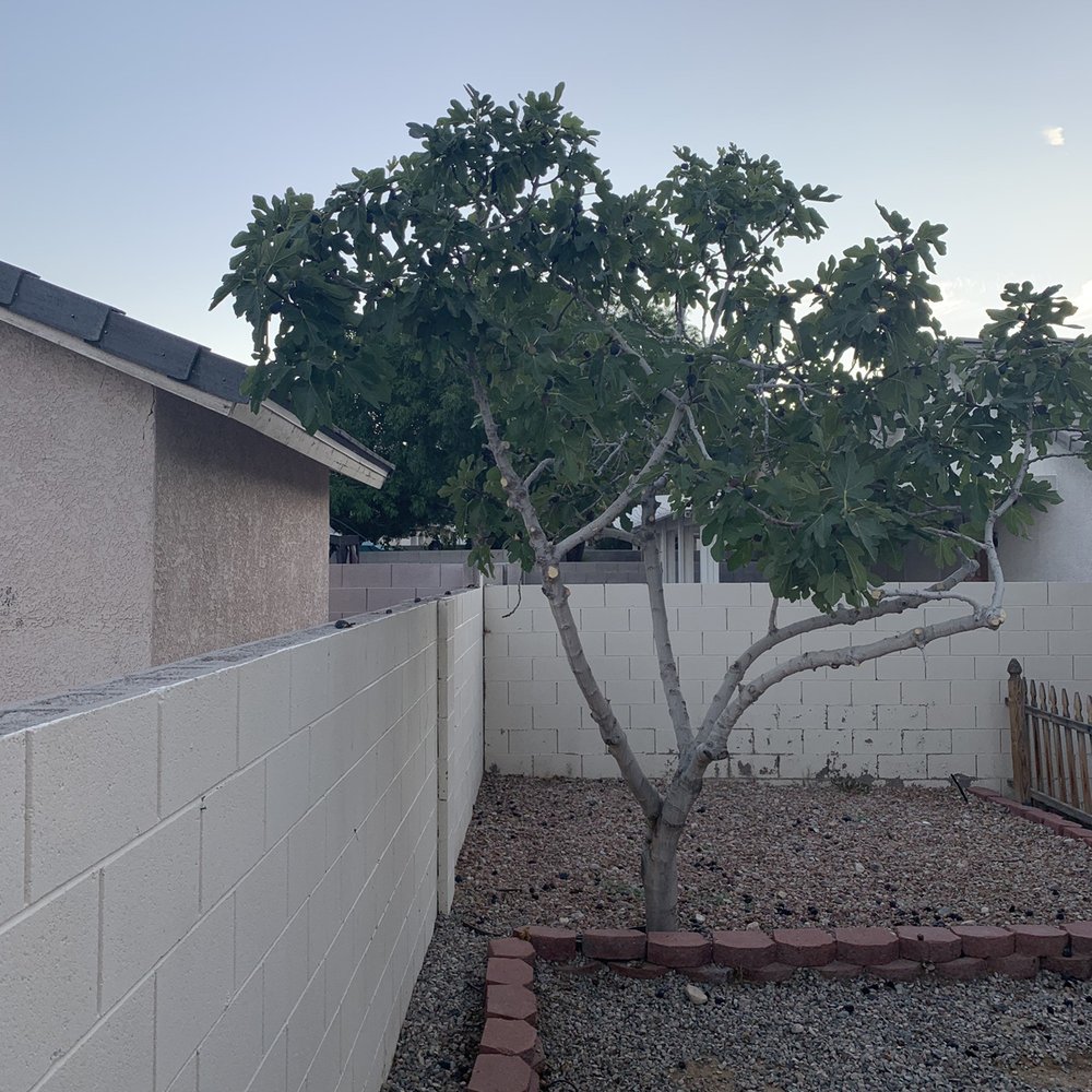 Affordable Lawn Maintenance - Still hanging over neighbors fence - Landscaping Near Me Affordable Lawn Maintenance - Still hanging over neighbors fence - Landscaping Near Me